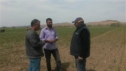 Tarım Danışmanlarımız Arazide Çiftçilerimizin Sorunlarını Dinliyor